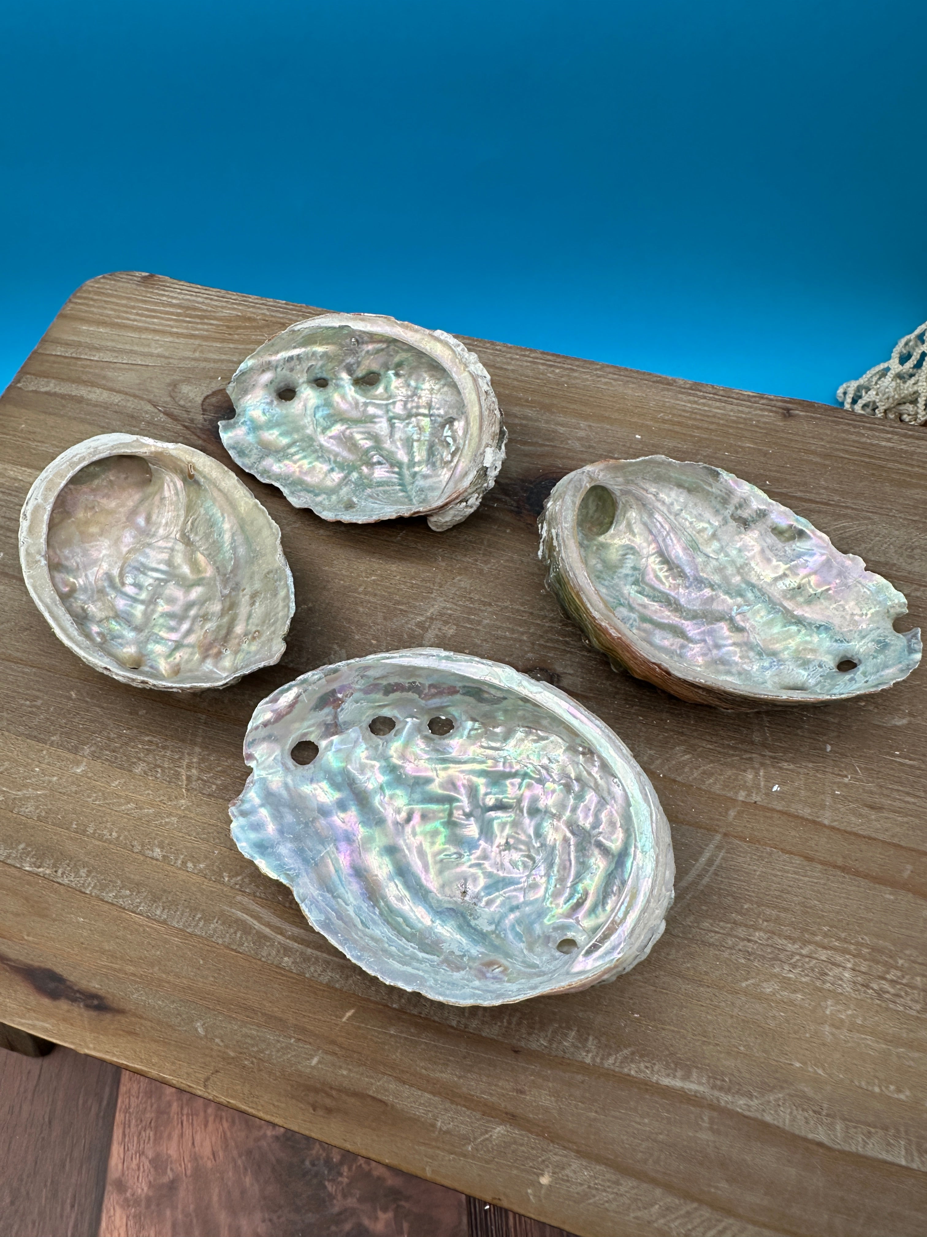 Natural raw abalone shells with colorful iridescent interiors in blue, green, silver, and pearl shades