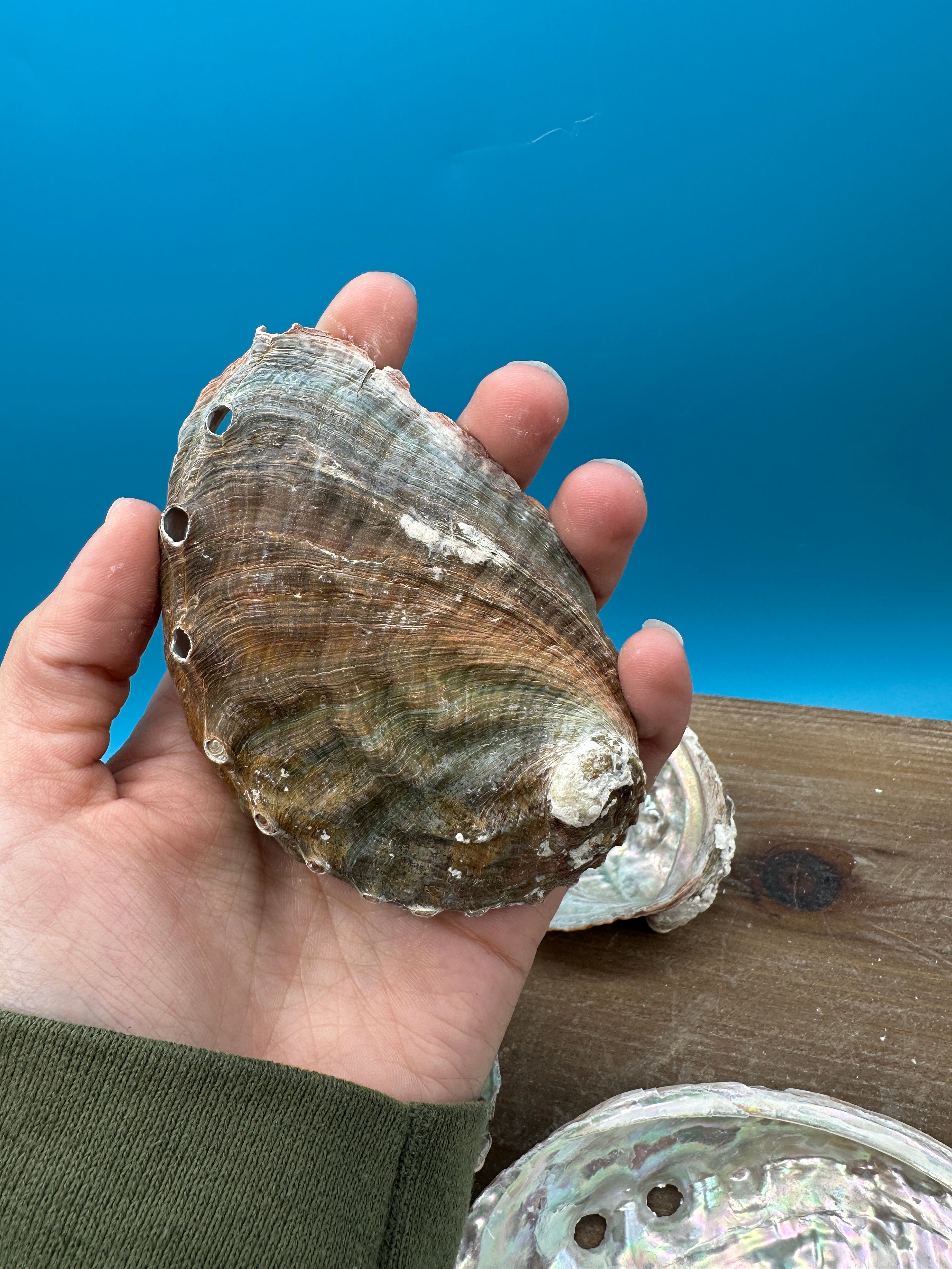 Natural raw abalone shells with colorful iridescent interiors in blue, green, silver, and pearl shades