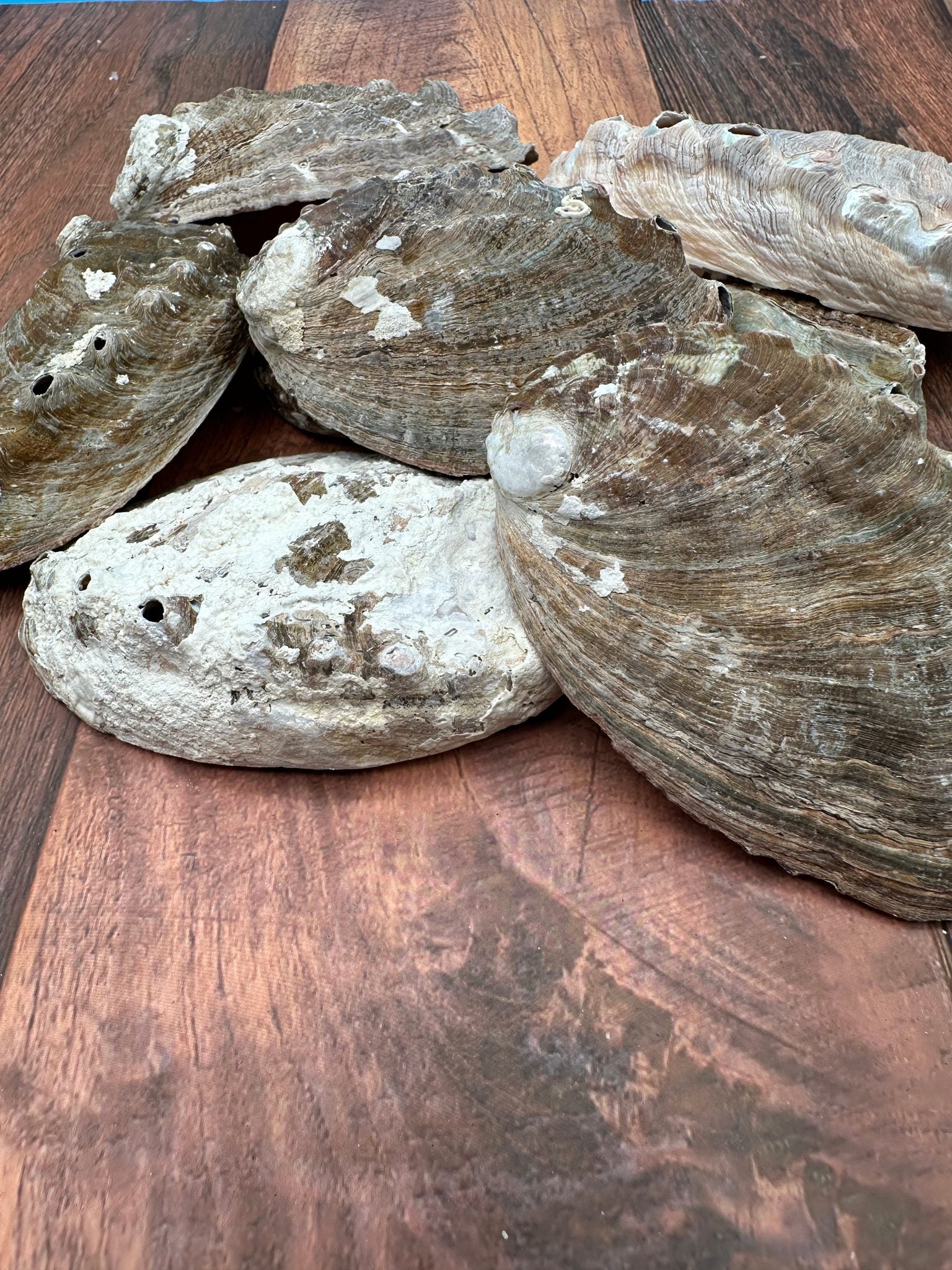 Natural raw abalone shells with colorful iridescent interiors in blue, green, silver, and pearl shades