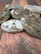 Natural raw abalone shells with colorful iridescent interiors in blue, green, silver, and pearl shades