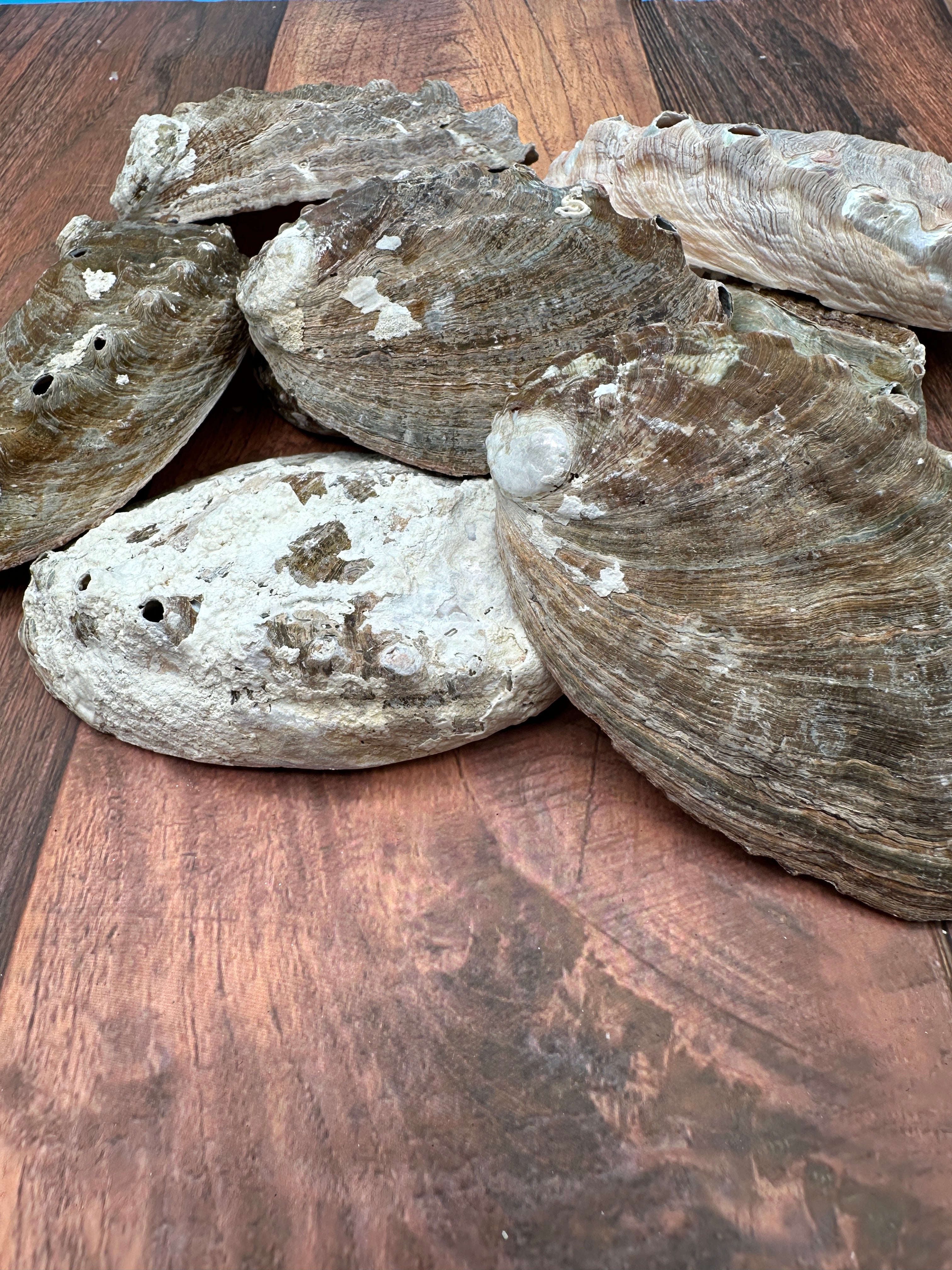 Natural raw abalone shells with colorful iridescent interiors in blue, green, silver, and pearl shades