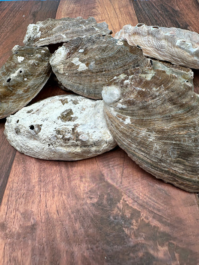 Natural raw abalone shells with colorful iridescent interiors in blue, green, silver, and pearl shades