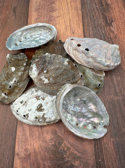 Natural raw abalone shells with colorful iridescent interiors in blue, green, silver, and pearl shades
