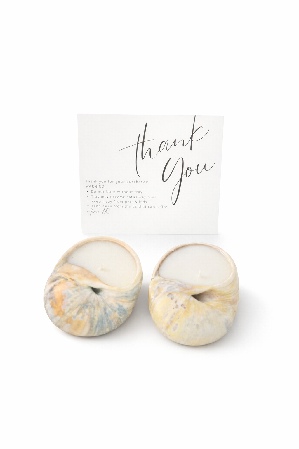 Pair of natural moon snail shells with smooth spiraled shapes