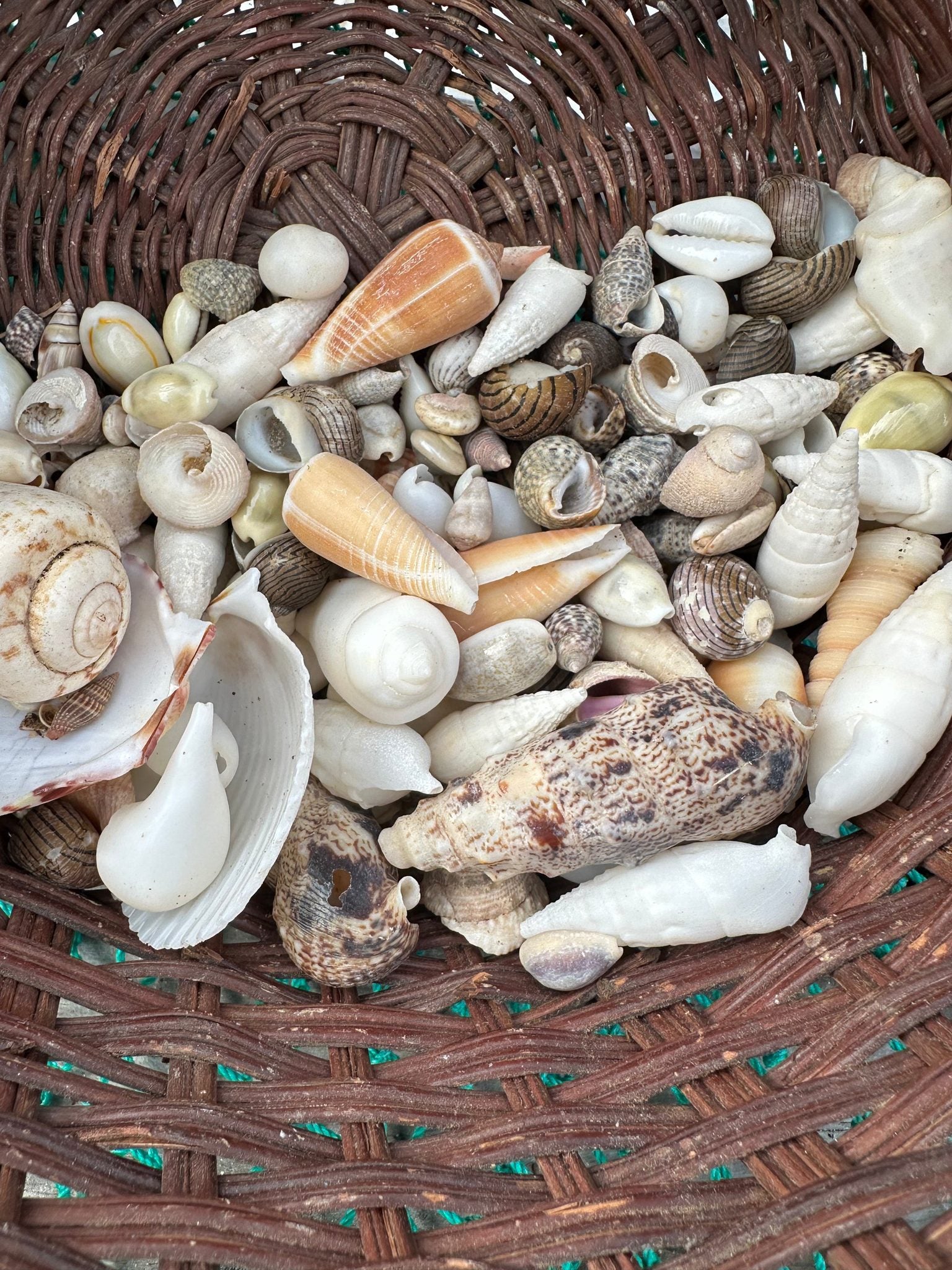 Assortment of natural seashells in various sizes for crafting and decoration