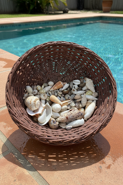 Assortment of natural seashells in various sizes for crafting and decoration