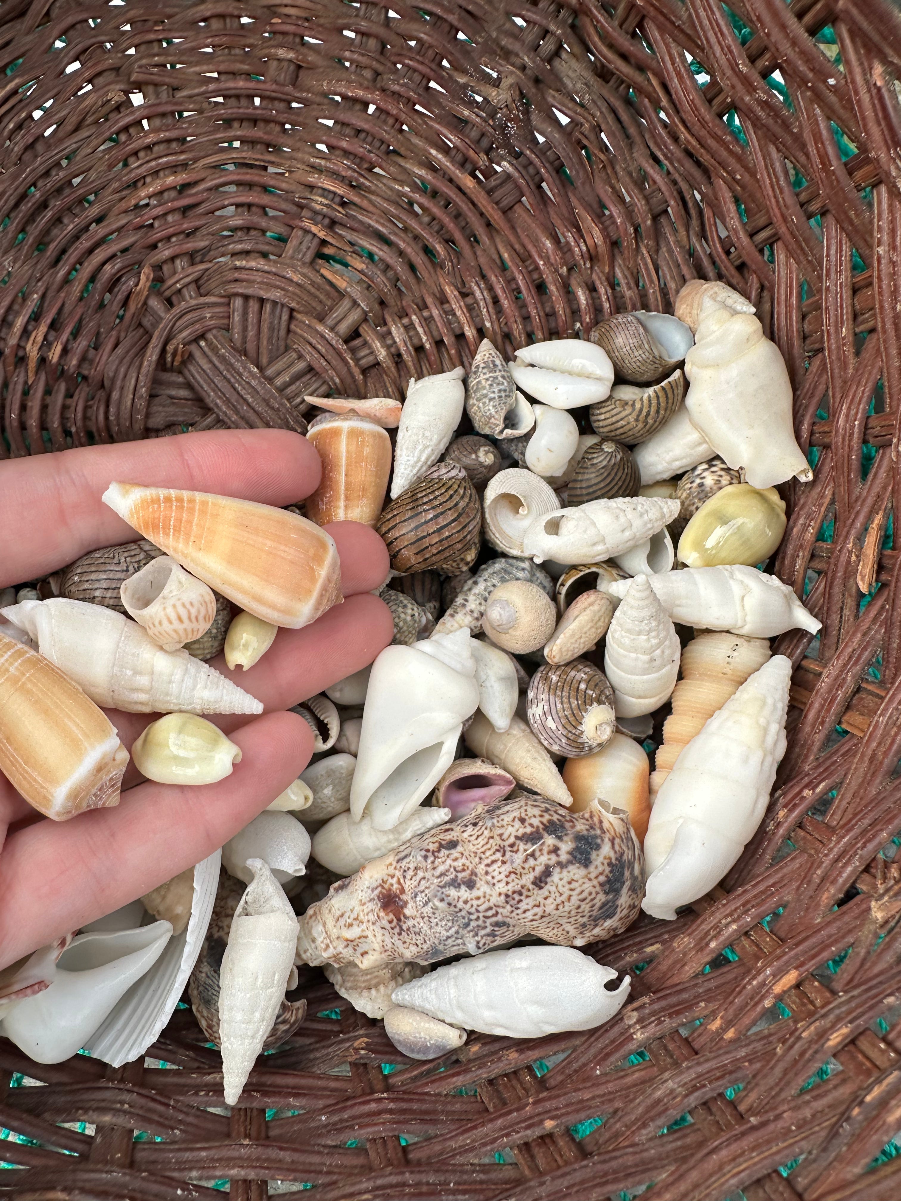 Assortment of natural seashells in various sizes for crafting and decoration