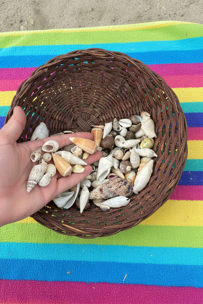 Assortment of natural seashells in various sizes for crafting and decoration