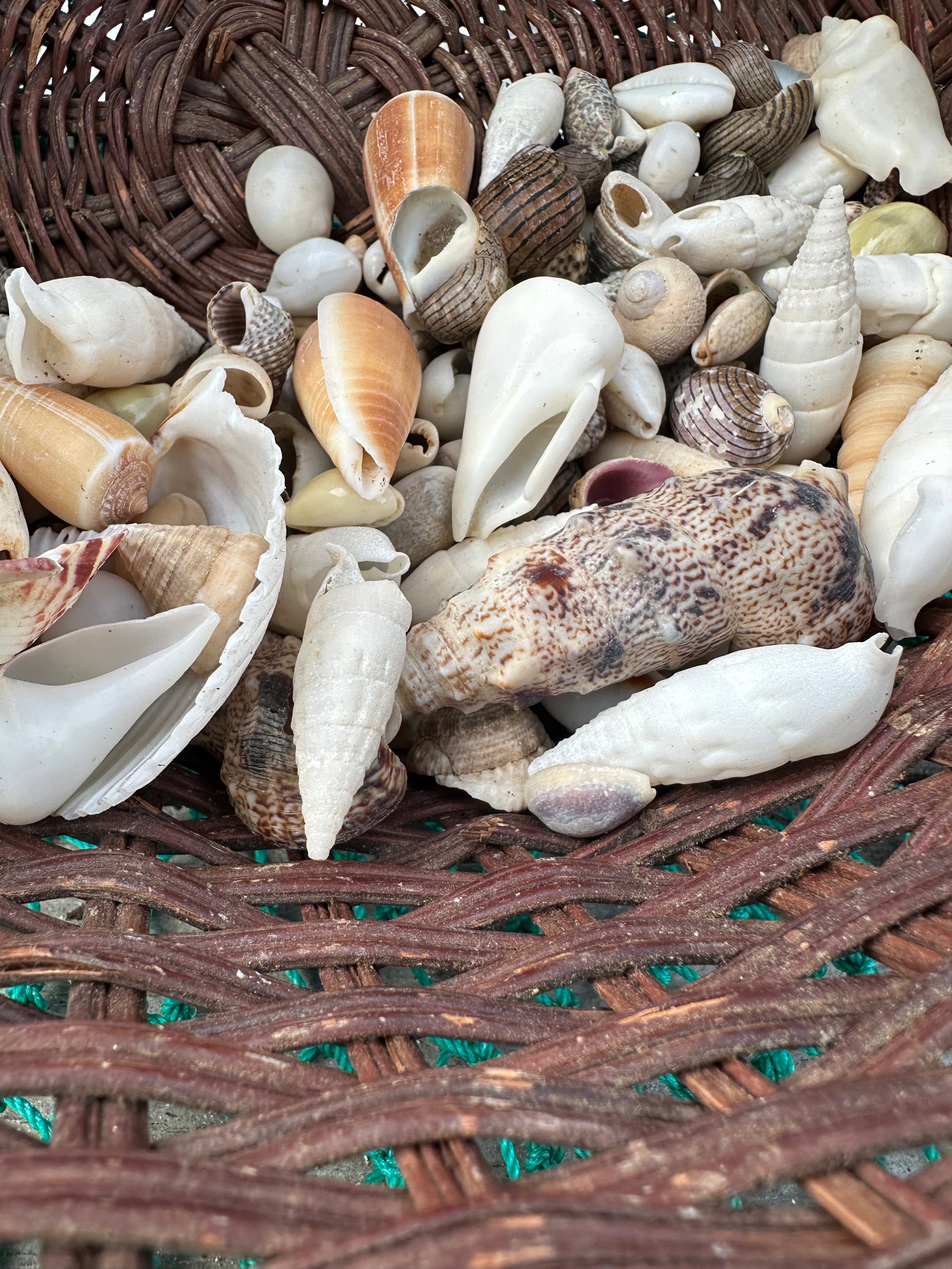 Assortment of natural seashells in various sizes for crafting and decoration