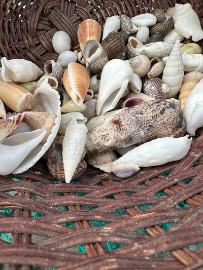 Assortment of natural seashells in various sizes for crafting and decoration