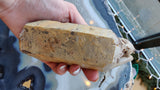 Hand holding a large, multi-faceted smokey quartz crystal with lodalite inclusions, showing a beige and translucent surface with natural fractures.