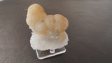 Cream-colored fluorite botryoidal clusters resting atop a white quartz crystal matrix displayed on a clear stand against a dark brown background.
