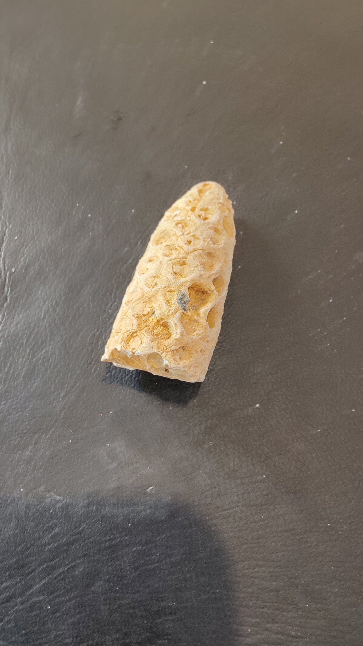 Small, light beige fossilized pine cone with a honeycomb pattern resting on a dark, textured surface.