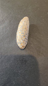 Small, elongated fossilized pine cone with textured surface in shades of brown and gray, placed on a dark, textured background.