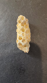 Close-up of fossilized pine cones from the Eocene epoch, showing detailed preserved texture.