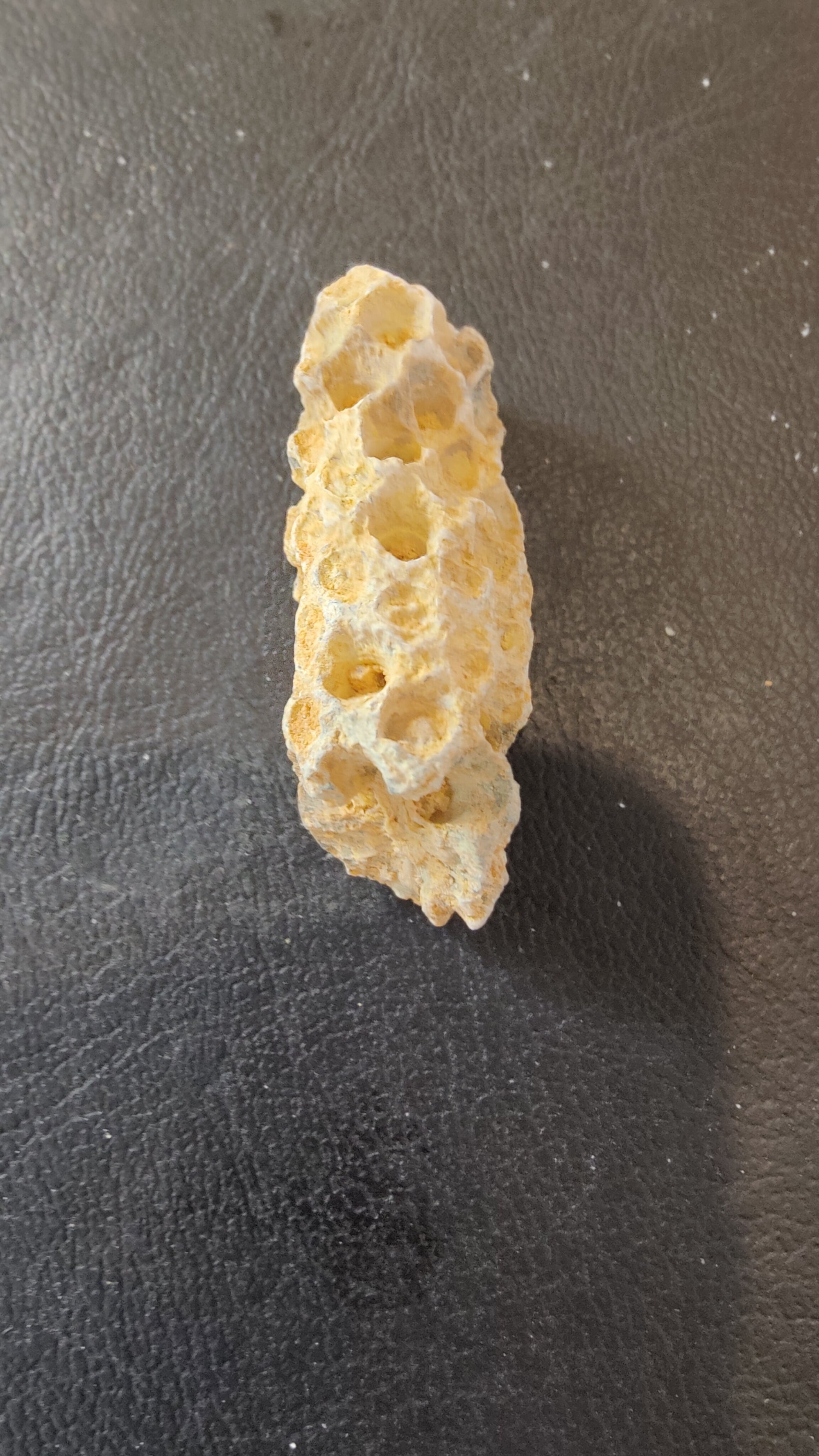 Close-up of fossilized pine cones from the Eocene epoch, showing detailed preserved texture.