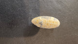 Close-up of a small, oval-shaped fossilized pine cone with textured surface patterns, resting on a black leather background.