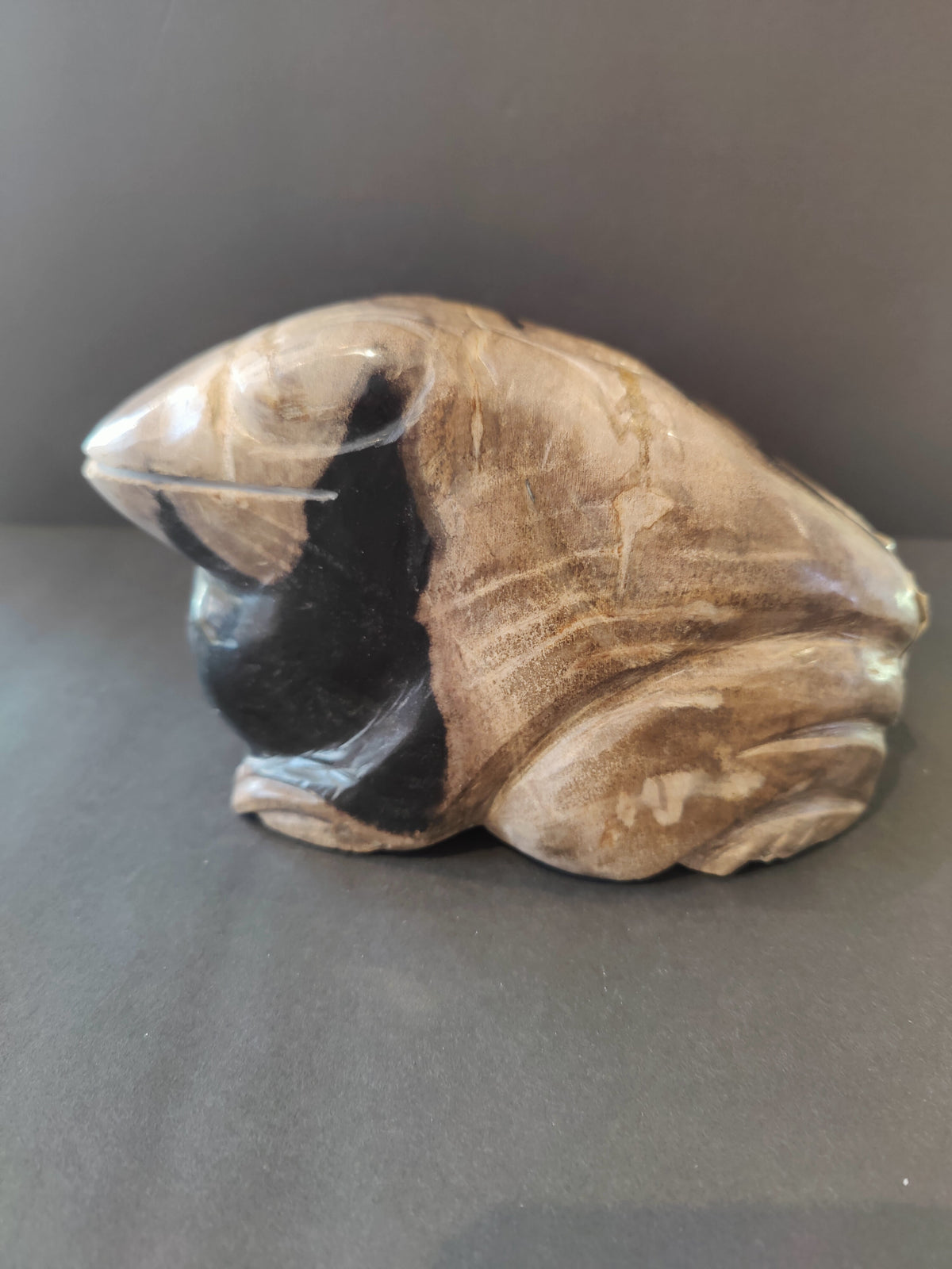 Smooth, polished petrified wood sculpture shaped like a curled frog with light brown and beige tones contrasting a dark black area under its head.