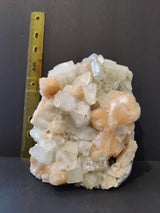 Cluster of translucent white apophyllite crystals with peach-colored stilbite formations, displayed upright beside a yellow measuring tape on a dark surface.