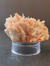 Light pink to peach-colored mordenite crystal cluster with long, thin, radiating prismatic formations on a clear cylindrical base against a dark gray background.