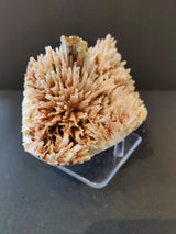 Cluster of pale beige, needle-like Red Mordenite crystals with subtle reddish accents, displayed upright on a clear acrylic stand against a dark background.
