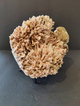 Curved cluster of pale peach and beige elongated crystal formations on a black stand against a dark background, resembling a flower-like mineral specimen.