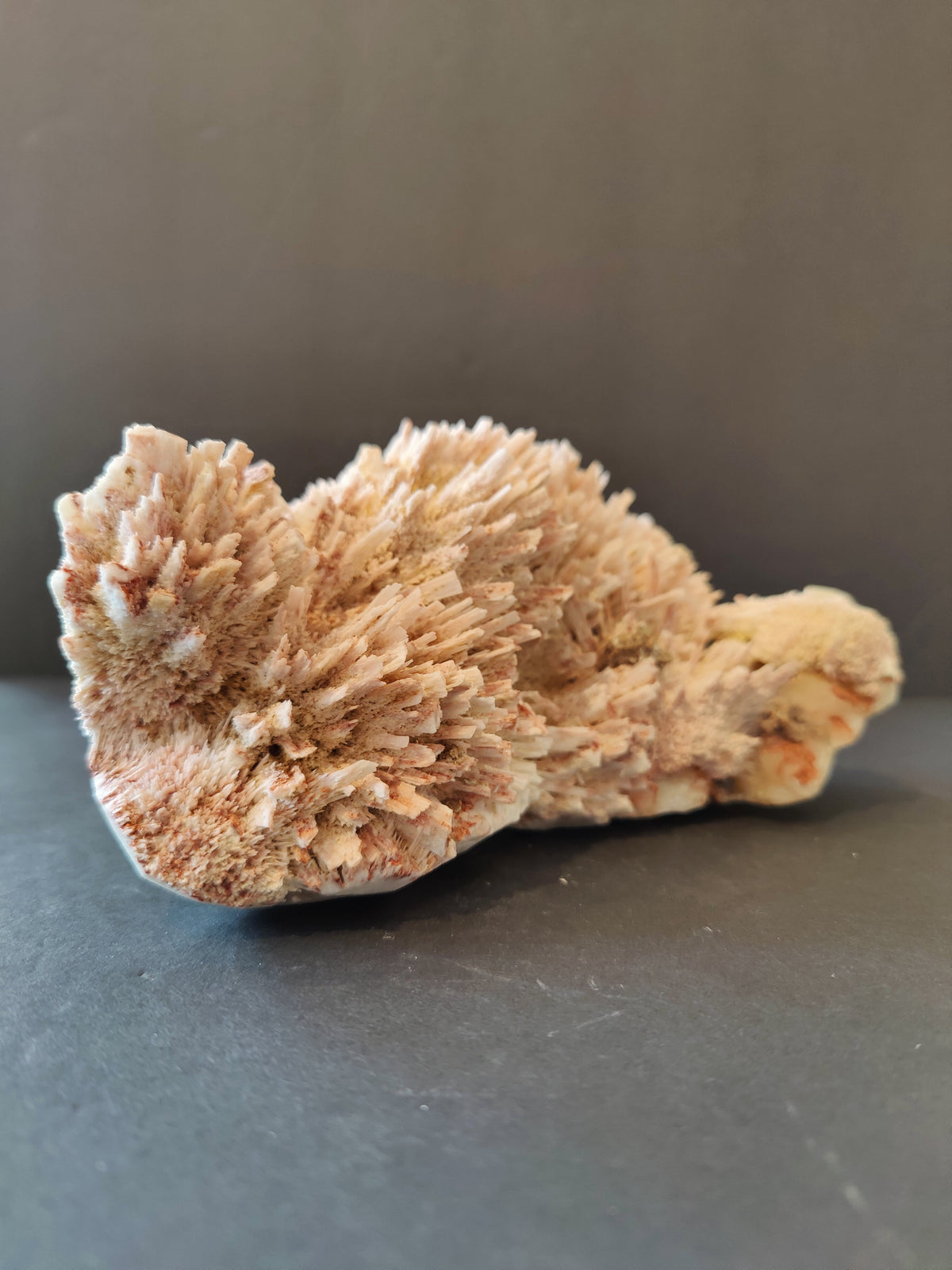 Elongated cluster of pale beige stilbite crystals with needle-like formations, arranged densely on a darker neutral surface against a muted gray background.