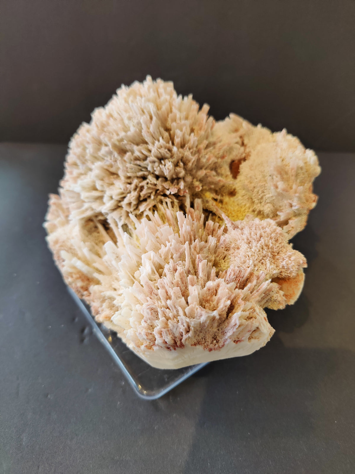 Cluster of cream-colored Stilbite crystals with radiating, spiky formations on a gray base against a dark background.