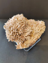 Clustered beige and light brown stilbite crystals forming radiating, spiky structures on a mineral specimen with a rough base, against a dark background.