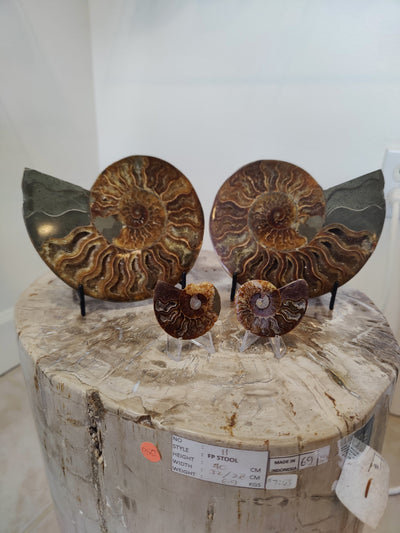 Polished half of an ammonite fossil with visible spiral chambers on a neutral background