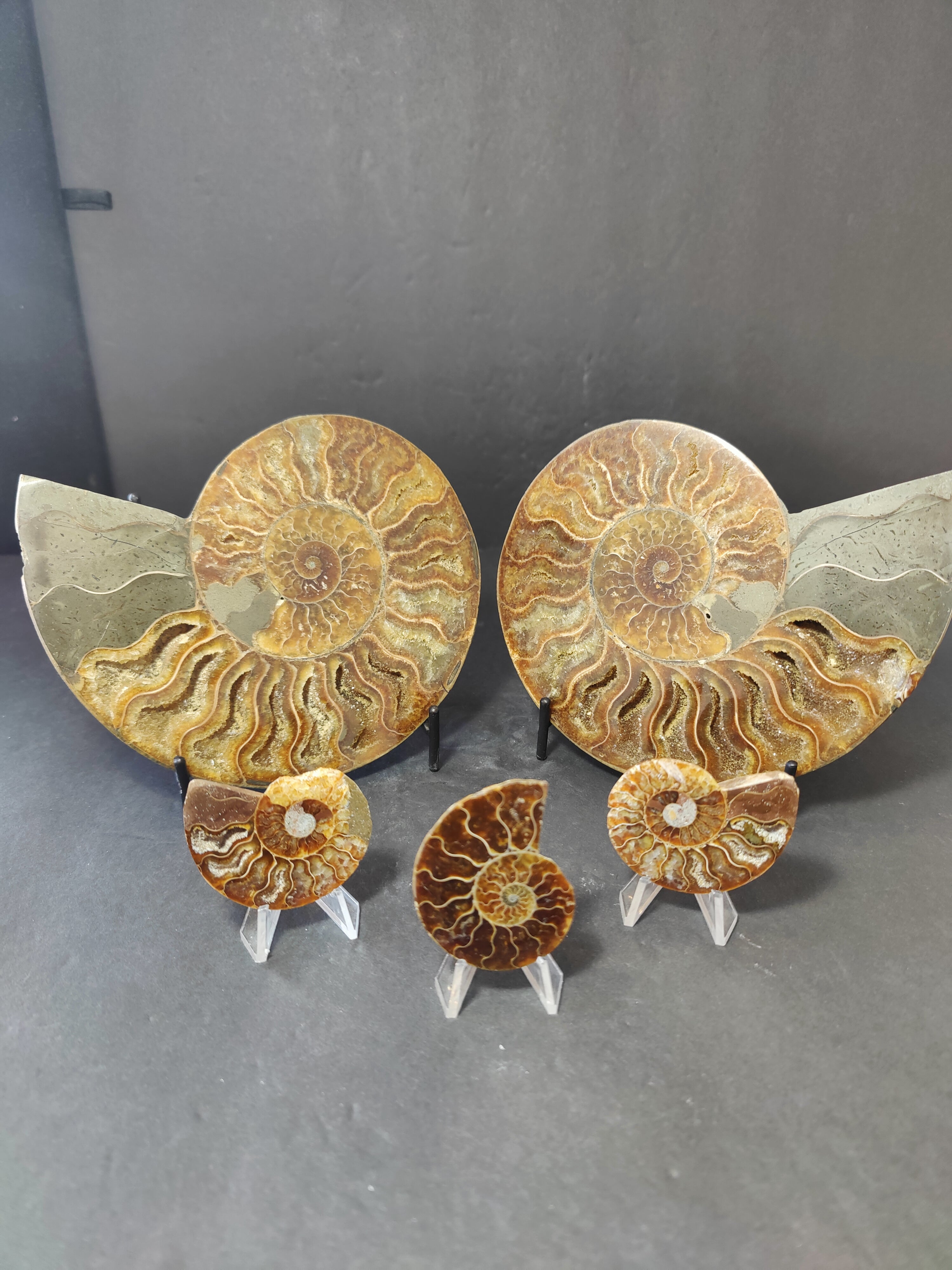 Polished Ammonite Fossil Half