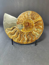 Polished half ammonite fossil displaying intricate golden-brown spiral chambers with a smooth silvery-gray outer section, set upright on a small black stand.