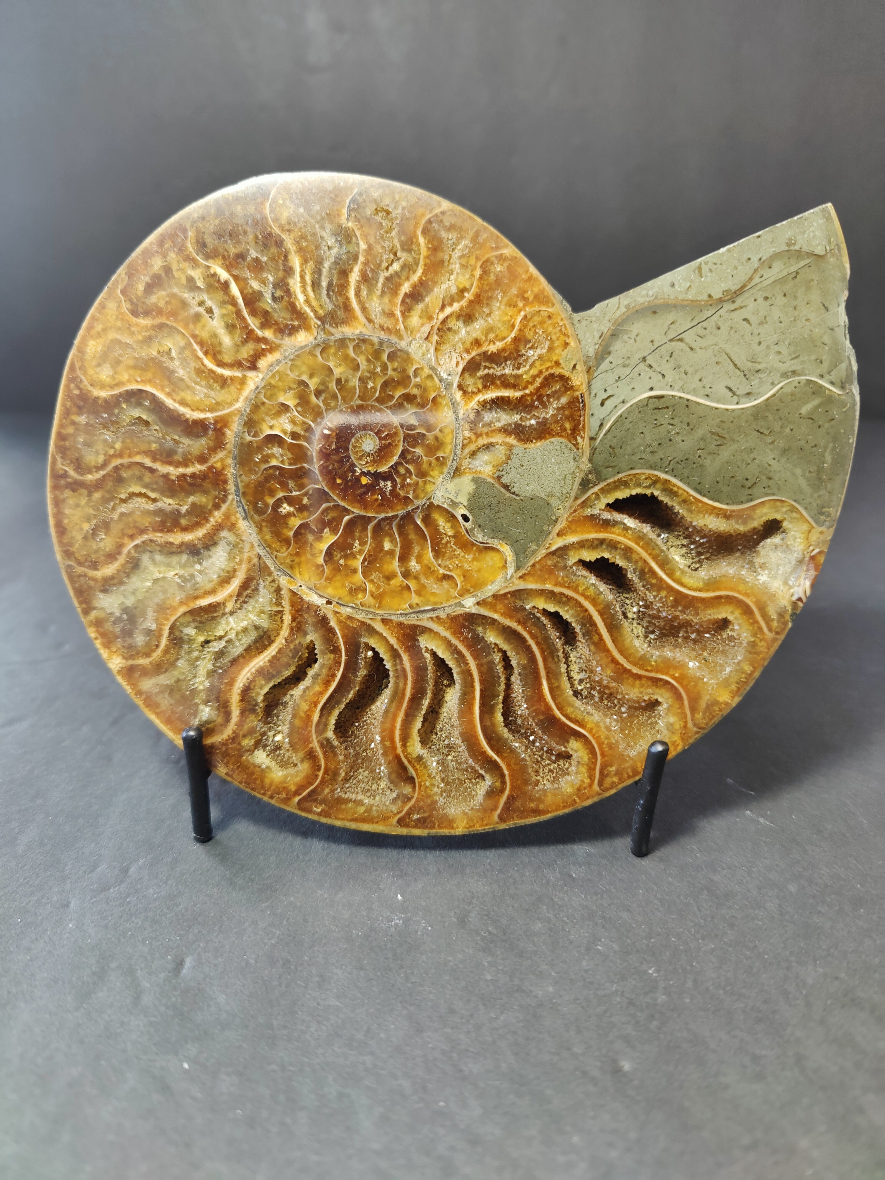 Polished Ammonite Fossil Half