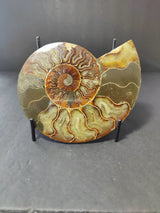 Polished ammonite fossil half displayed upright on a black metal stand, revealing intricate spiral chambers with brown, beige, and golden tones.