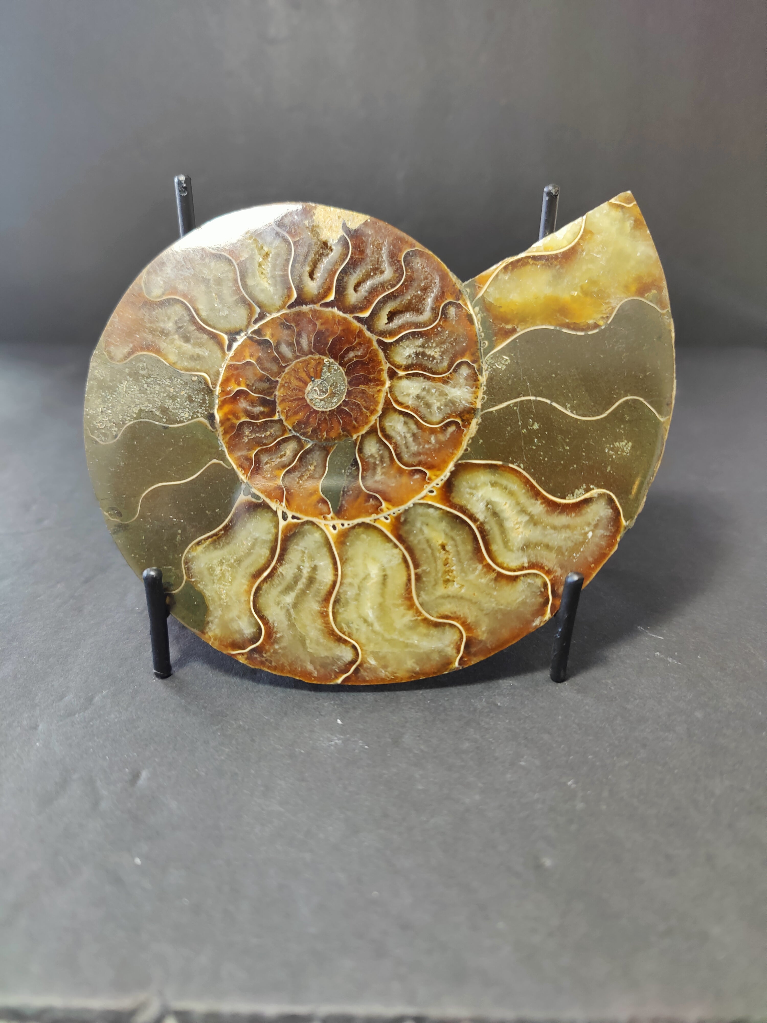 Polished Ammonite Fossil Half