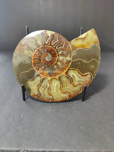 Polished Ammonite Fossil Half