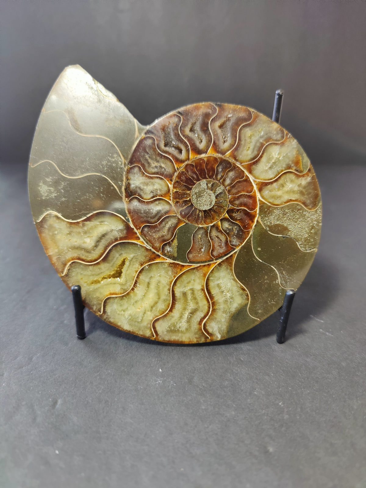 Polished ammonite fossil half with brown and tan spiral chambers on a black metal stand against a gray background.