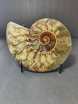 Polished half of an ammonite fossil displaying a spiral pattern with beige, brown, and translucent segments on a dark gray background.
