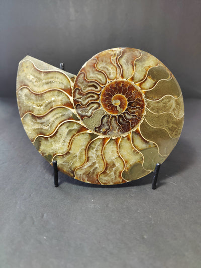 Polished Ammonite Fossil Half