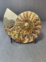 Polished half ammonite fossil displaying detailed spiral chambers in shades of brown, tan, and cream on a small black stand against a gray background.