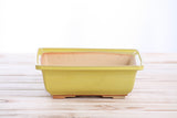 Square ceramic bonsai pot with a smooth yellow exterior and natural unglazed interior, resting on a light wood surface against a white background.