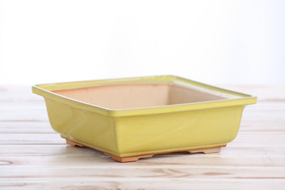 Willow Bonsai Ceramics Square Bonsai Pot 7 Inch – Yellow