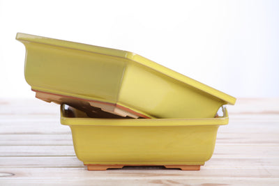 Willow Bonsai Ceramics Square Bonsai Pot 7 Inch – Yellow