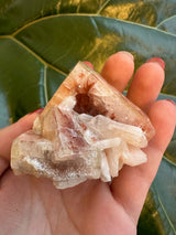 Cluster of translucent, pale pink to reddish apophyllite crystals with a geometric, prismatic structure held in a person's hand against a green leafy background.