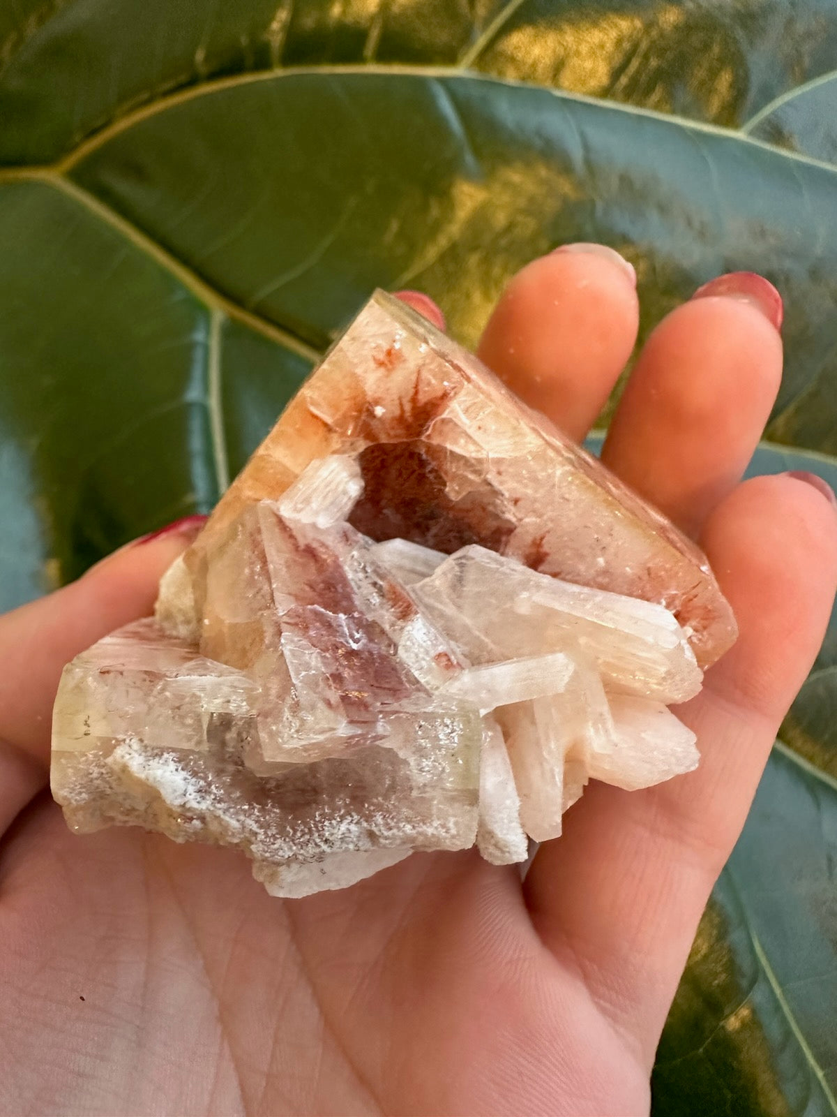 Cluster of translucent, pale pink to reddish apophyllite crystals with a geometric, prismatic structure held in a person's hand against a green leafy background.