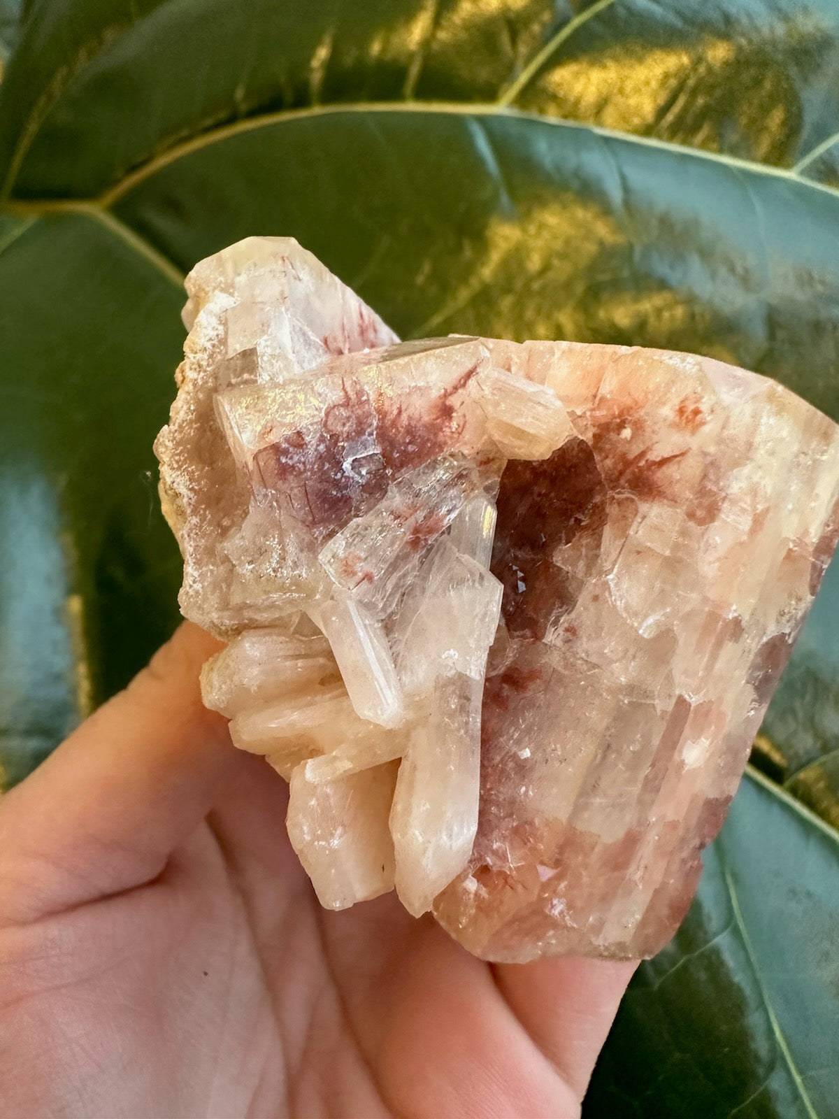 Irregular translucent apophyllite crystal cluster with reddish-brown inclusions held in hand over large green leaves background.