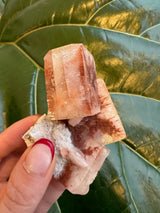 Small red apophyllite crystal cluster with translucent, blocky shapes and reddish tones, held against large dark green glossy leaves.