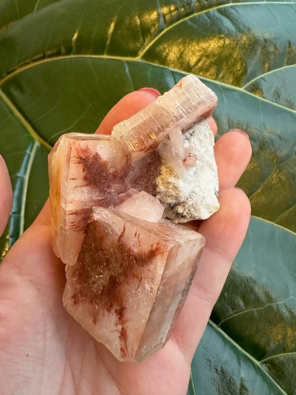 Hand holding a small cluster of translucent pale pink apophyllite crystals with reddish inclusions against a large green leaf background.