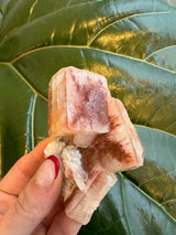 Hand holding a small cluster of reddish-pink apophyllite crystals with translucent, geometric shapes against a large green leaf background.