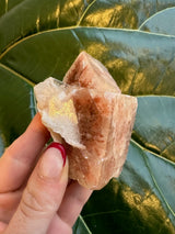 Small red apophyllite crystal with translucent and reddish-pink surfaces held between fingers, shown against glossy dark green leaves in the background.